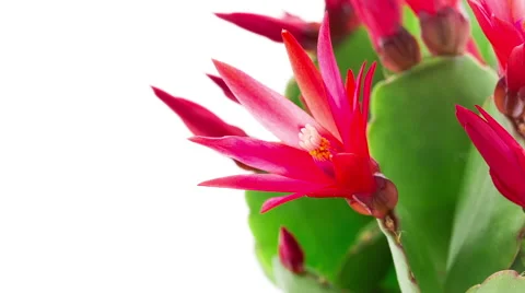 Red Easter Cactus Flower Opening and Closing Timelapse Stock Footage 62392581