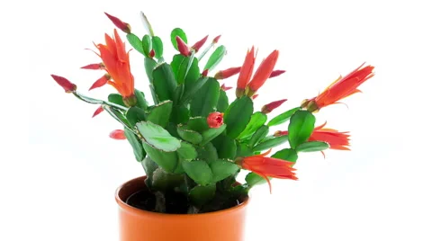Red Easter Cactus Flowers Opening and Closing Timelapse Stock Footage 49758851