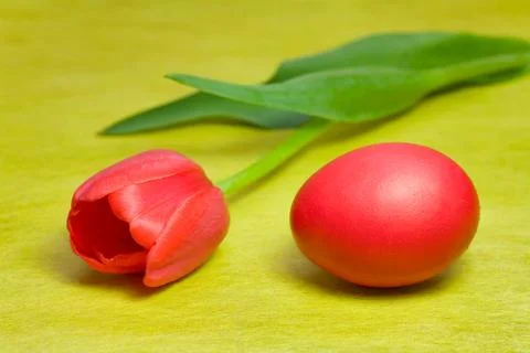 Red Easter egg and tulip Stock Photos