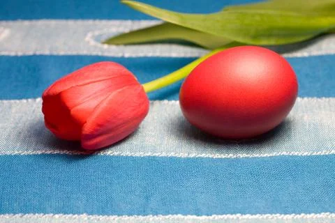 Red Easter egg and tulip Stock Photos