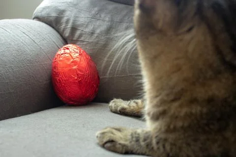 Red easter egg on the corner of a couch still unwrapped with a cat beside it Foto stock