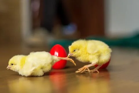 Red Easter egg with Easter chicks Stock Photos