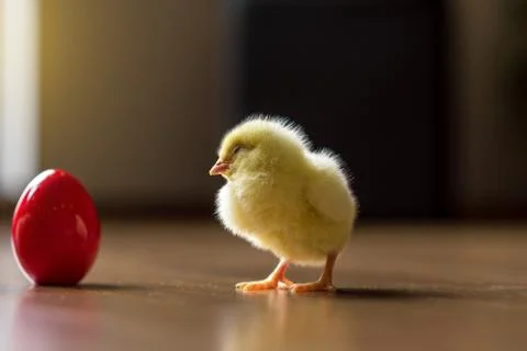 Red Easter egg with Easter chicks Stock Photos