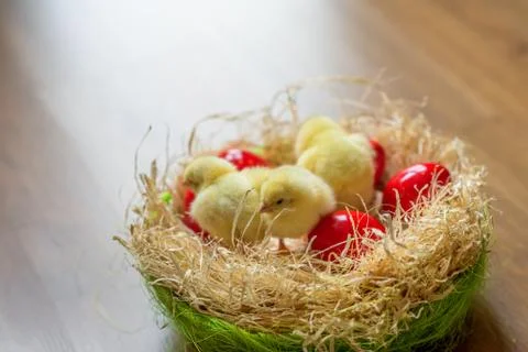 Red Easter egg with Easter chicks Stock Photos