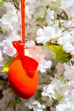 Red easter egg hanging on a tree. Stock Photos