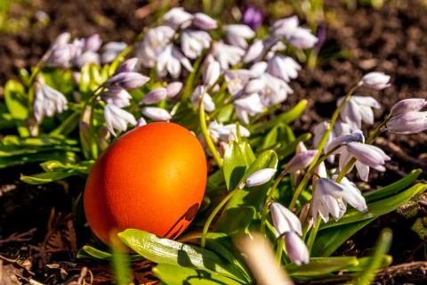 Red Easter egg hunt egg hidden with snowdrop flowers isolated Stock Photos