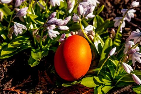 Red Easter egg hunt egg hidden with snowdrop flowers isolated Stock Photos