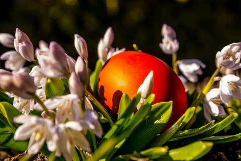 Red Easter egg hunt egg hidden with snowdrop flowers isolated Stock Photos