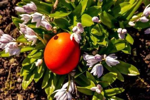 Red Easter egg hunt egg hidden with snowdrop flowers isolated Stock Photos