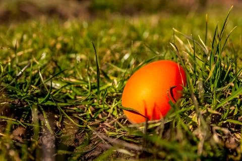 Red Easter egg hunt egg hidden with grass isolated Stock Photos