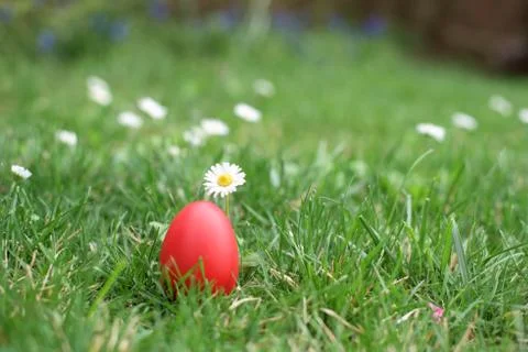 Red Easter egg next to daisy in a grass Stock Photos