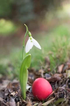 Red easter egg Foto stock