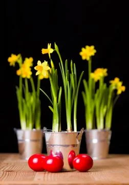 Red easter eggs and yellow daffodils Stock Photos