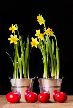 Red easter eggs and yellow daffodils Stock Photos