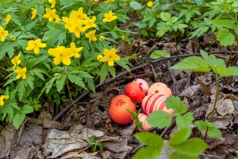 Red Easter eggs are hidden in meadow under yellow primroses. Hunting Stock Photos