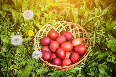 Red easter eggs on the grass with flowers and blowballs, naturally colored ea Stock Photos