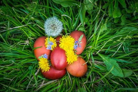 Red easter eggs on the grass with flowers and blowballs, naturally colored ea Stock Photos
