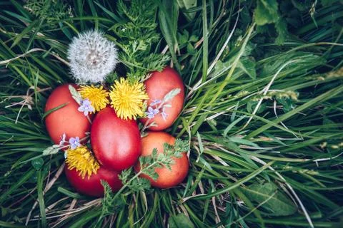 Red easter eggs on the grass with flowers and blowballs, spring holidays conc Stock Photos