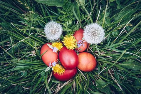 Red easter eggs on the grass with flowers and blowballs, naturally colored ea Stock Photos