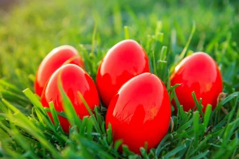 Red Easter Eggs in green grass Stock Photos