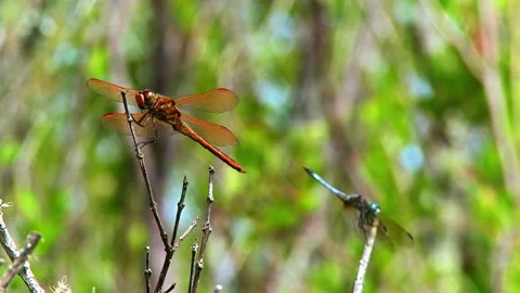 Red Eastern pondhawk dragonfly on a branch in the breeze Stock Footage 131874359