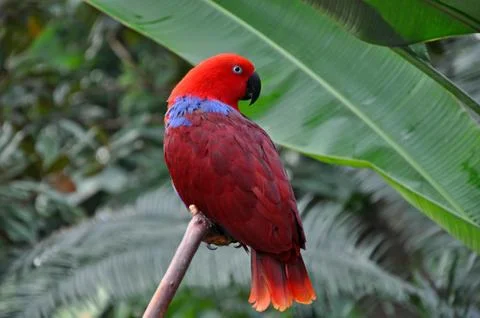 Red eclectic parrot Stock Photos