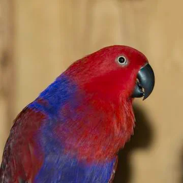 Red Eclectus Parrot 写真素材