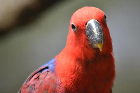 Red eclectus parrot, selective focus Stock-Fotos
