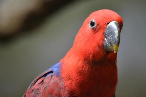 Red eclectus parrot, selective focus 스톡 사진