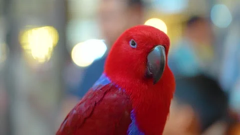 Red eclectus parrot talking while sitting on a perch around people. Stock Footage 268833583