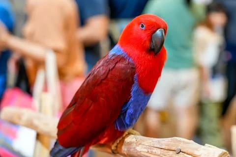 Red eclectus parrot talking while sitting on a perch around people. 写真素材
