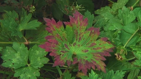  Red edged Geranium leaf growing in an English garden Stock Footage 249791849