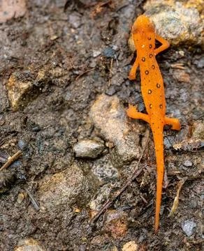 Red Eft Crawls Across Dirt Trail Stock Photos