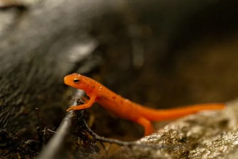 Red Eft Crawls Up onto Tiny Brach 스톡 사진