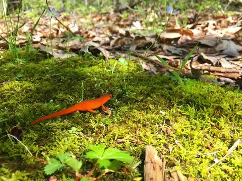 Red eft on forest floor Stock Photos