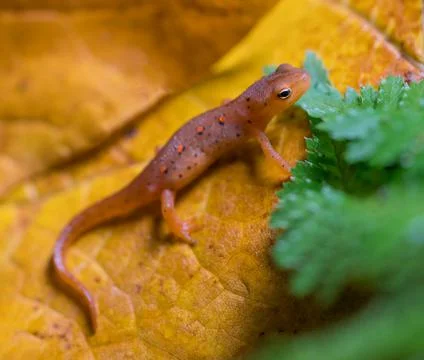 Red Eft on leaf Stock Photos