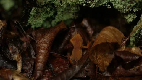 Red eft in leaves Stock Footage 238795104