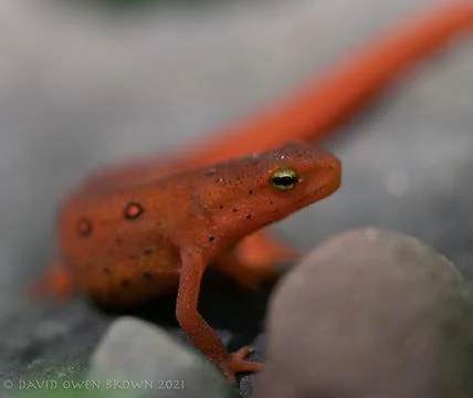 Red Eft Stock Photos