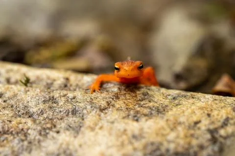 Red Eft Starts To Climb Over Large Rock In Shenandoah Stock Photos