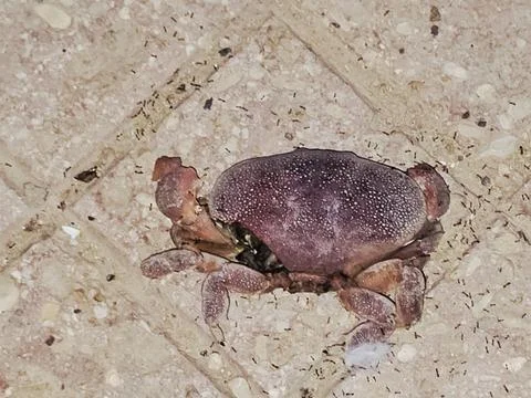 A red egg crab (Atergatis integerrimus) being consumed by ants, a type of c.. Foto stock