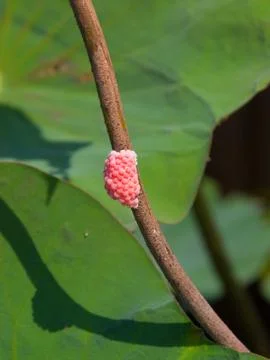 Red eggs of snails on the stem Stock Photos