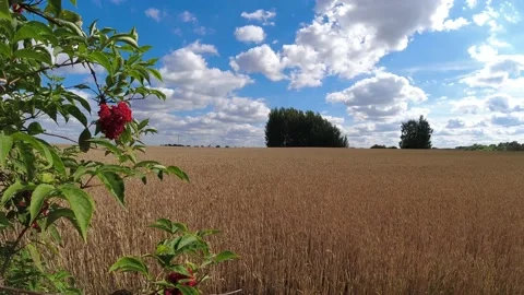 Red elder tree berries and wheat field, time lapse Stock Footage 230976997