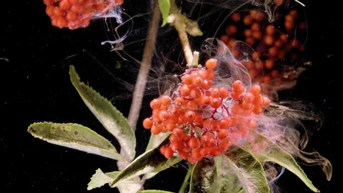 Red elderberry cluster wrapped in translucent fibrous webbing  Stock Footage 339854464