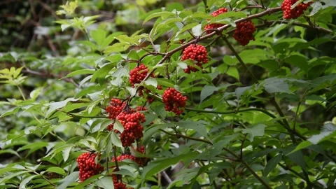 Red elderberry Stock Footage 132746113