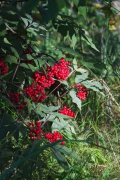 Red Elderberry In The Forest Stock Photos