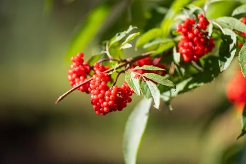 Red elderberry growing in the forest. Stock Photos