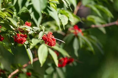 Red elderberry growing in the forest. Stock Photos