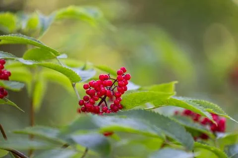 Red elderberry growing in the forest. Stock Photos