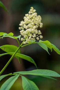 Red Elderberry Stock Photos