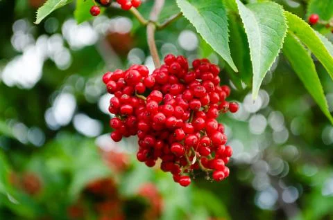 Red elderberry Stock Photos